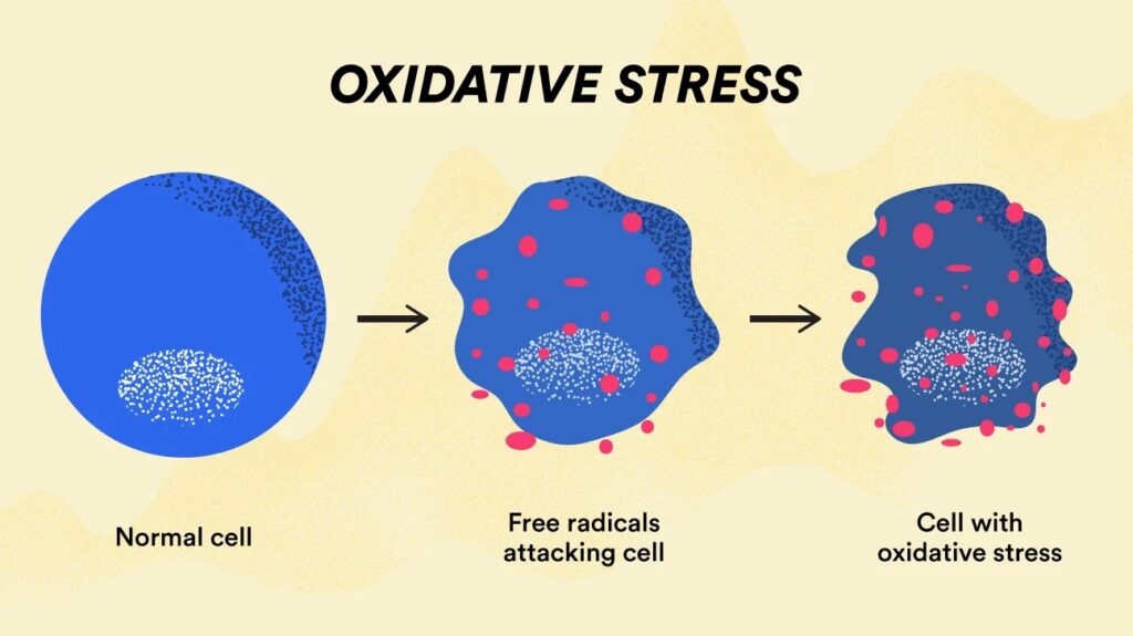 grapefruit reduce oxidative stress