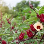 roselle hibiscus