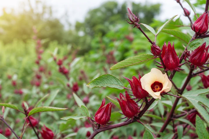 roselle hibiscus