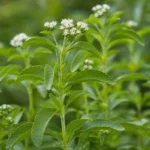 stevia rebaudiana